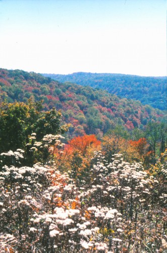 Cook Forest State Park