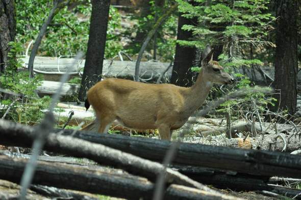 Deer in Lassen