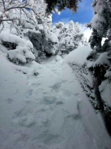 wildcat ridge trail