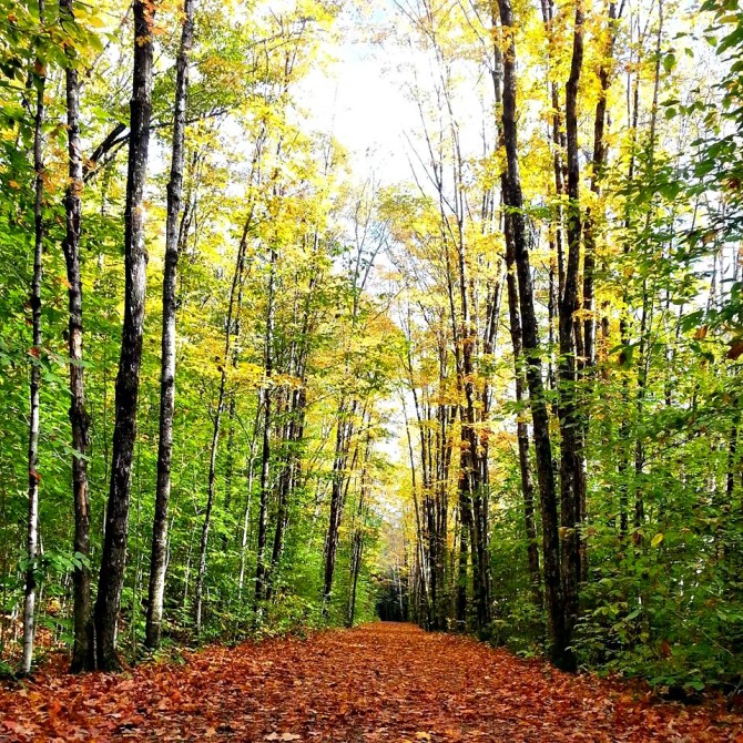 lincoln woods trail