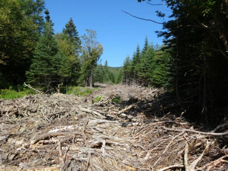 whitecap and north kennebago