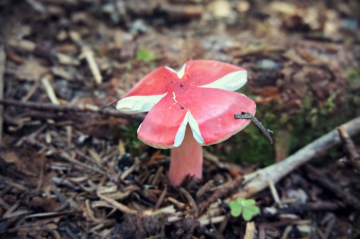 21-mushroom